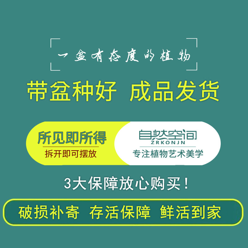 罗汉松盆景造型树庭院老桩中式办公室客厅室内植物观赏大盆栽绿植
