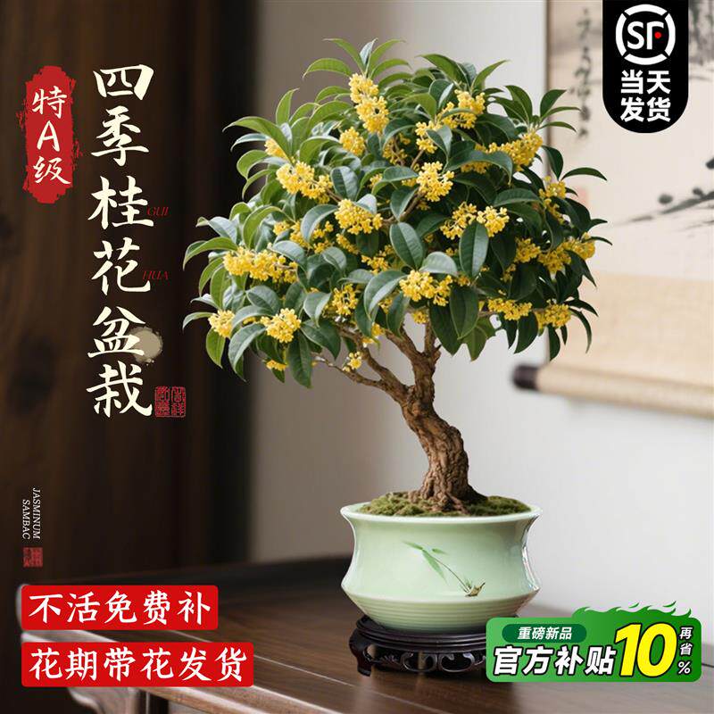 四季桂花树盆栽室内鲜花卉绿植浓香型办公室植物四季金桂开花盆景