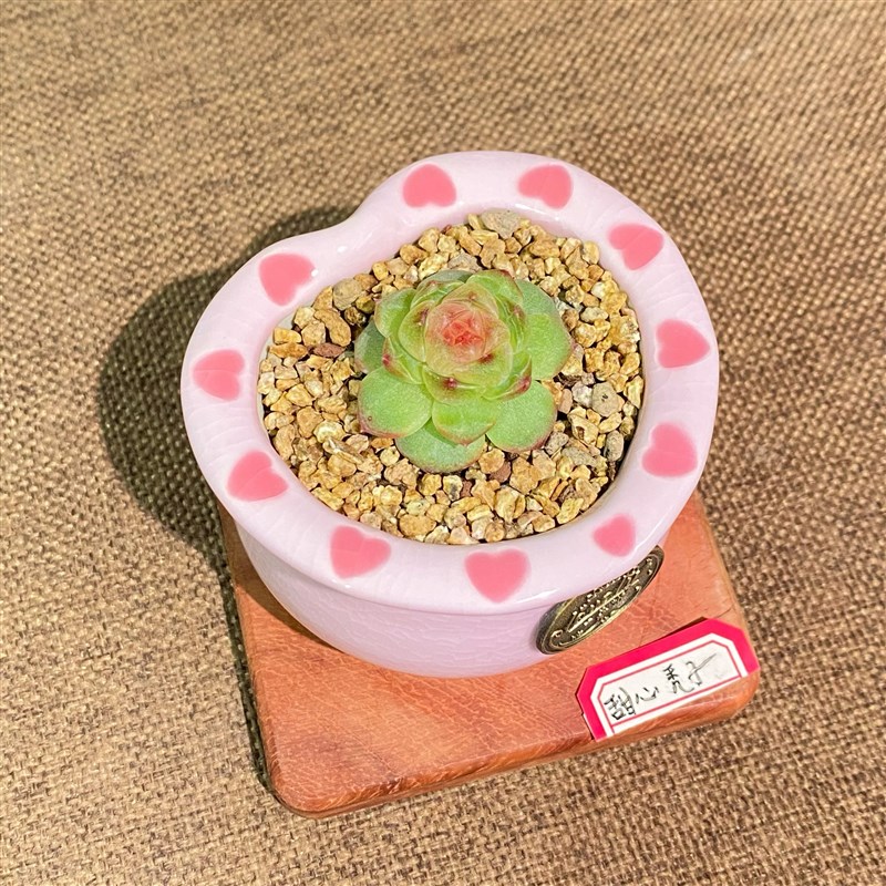 淡粉可爱《小爱心印花盆》精品多肉花盆多肉植物景德镇陶瓷小花盆