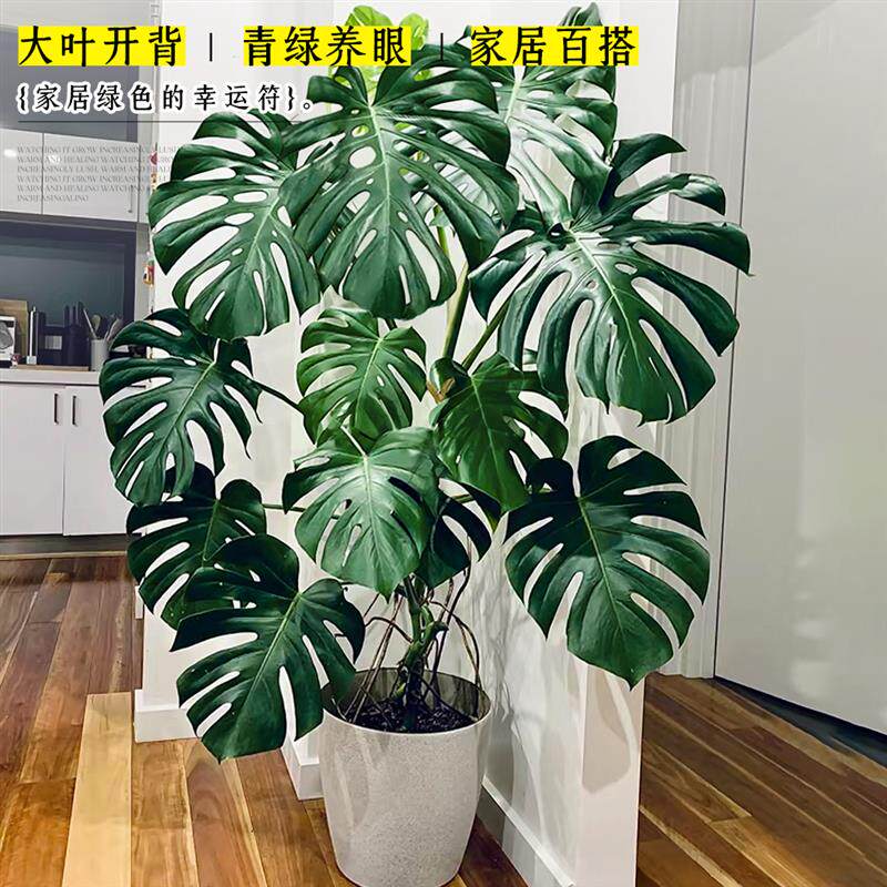 老桩龟背竹室内植物大叶老桩办公室客厅大型盆栽四季常青祛甲醛