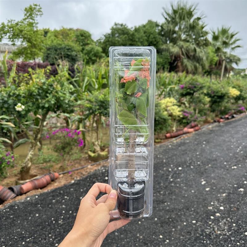 三角梅盆栽四季绿漳红樱植物矮桩阳台树苗耐寒带花卉