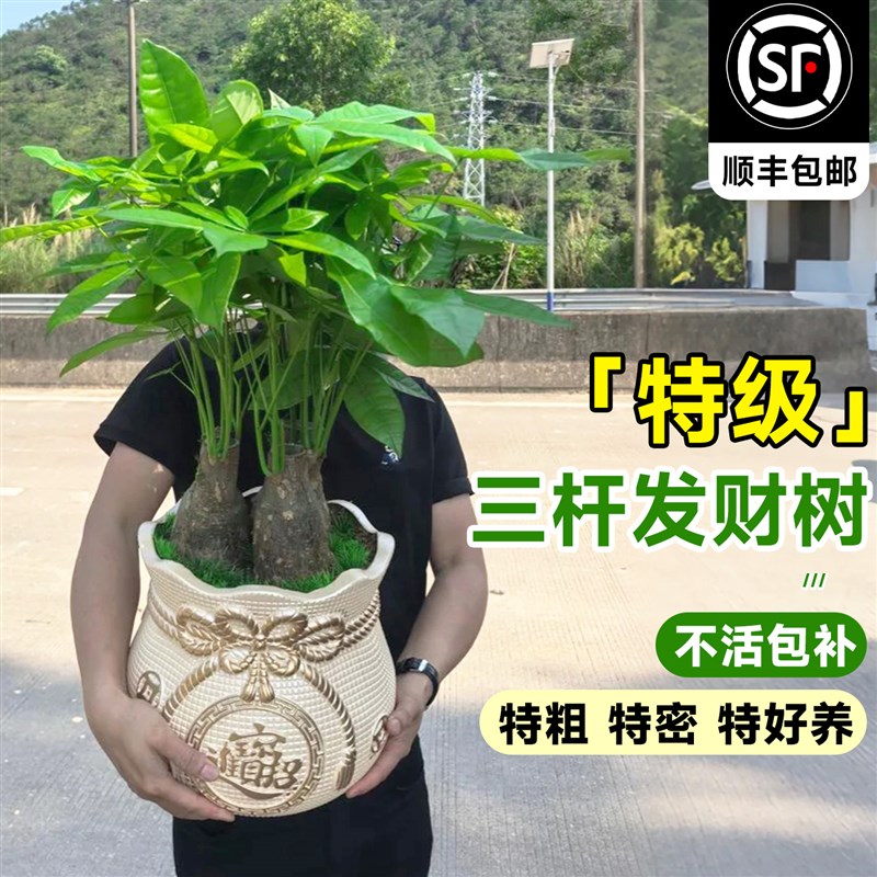 三杆发财树盆栽绿植室内植物招财树客厅办公室吧台四季好养活花卉