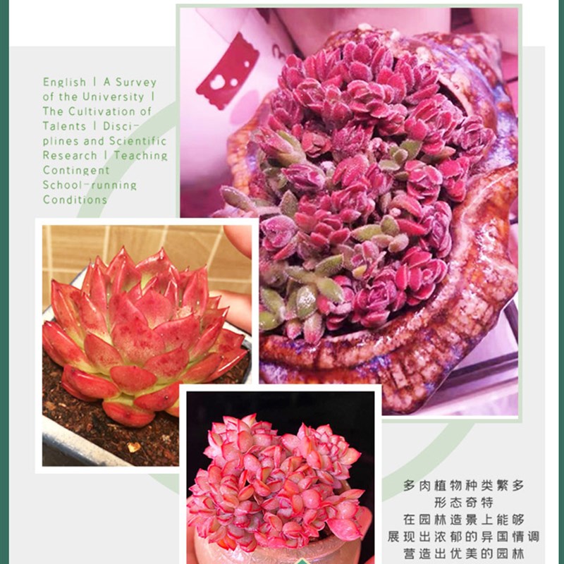 中亚多肉补光灯上色全光谱 led植物灯生长灯家用室内