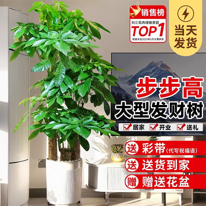 步步高发财树大棵盆栽室内绿植办公室三杆招财树开业送礼大型盆景