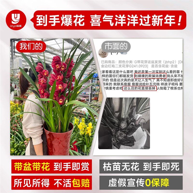 大花蕙兰带花苞盆栽年宵花兰花植物室内鲜花花卉客厅绿植耐寒惠兰