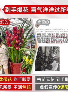 大花蕙兰带花苞盆栽年宵花兰花植物室内鲜花花卉客厅绿植耐寒惠兰