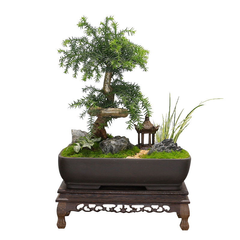 澳洲杉盆景老桩造型植物室内客厅办公室绿植南洋杉不老松盆栽好养
