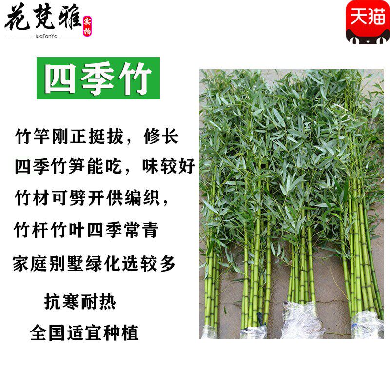 竹子苗庭院竹苗四季常青竹耐寒耐旱四季竹花园植物竹子盆栽观赏竹