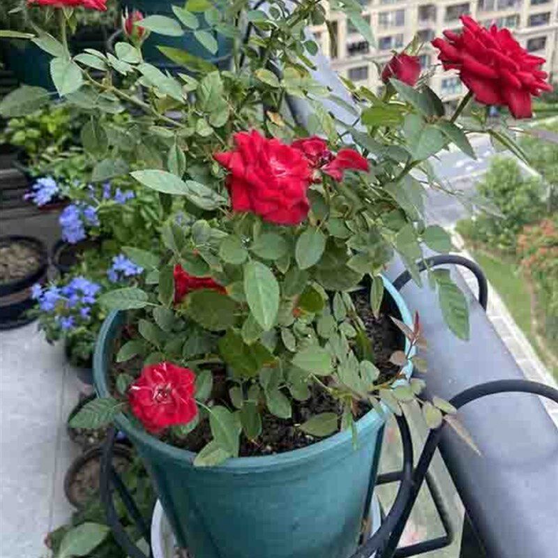 超宽花架储物架阳台栏杆花盆架衣架多肉花架窗台客厅铁挂