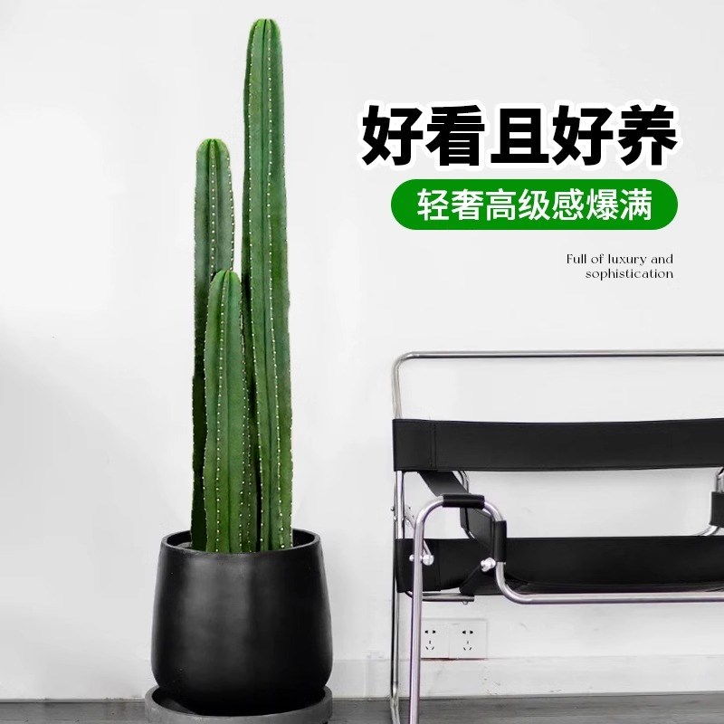 量天尺仙人柱盆栽客厅大型绿植网红仙人掌多肉落地植物室内好养活