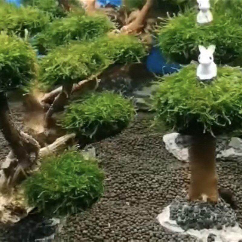 八头小蘑菇头莫斯树鱼草缸造景水草沉木懒人增氧阴性淡水水草植物