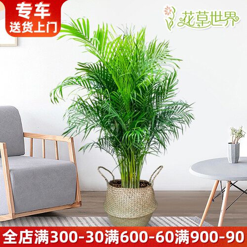 散尾葵盆栽凤尾竹富贵椰子大型植物森系北欧风绿植客厅办公室绿化