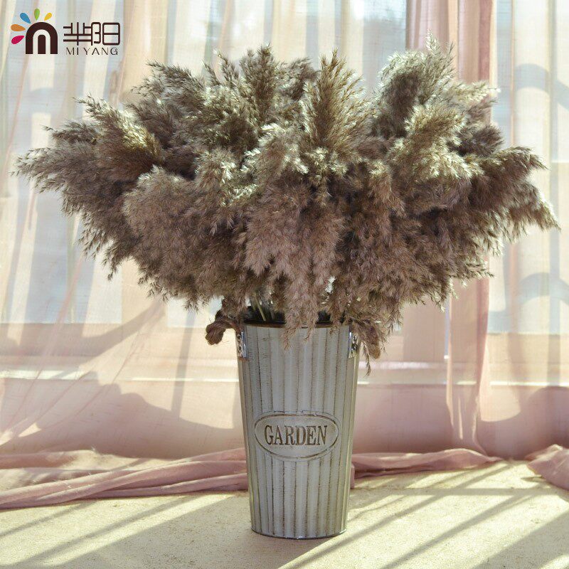 天然植物干花芦苇花蒲苇花束北欧家居咖啡馆软装饰品摆件拍摄道具
