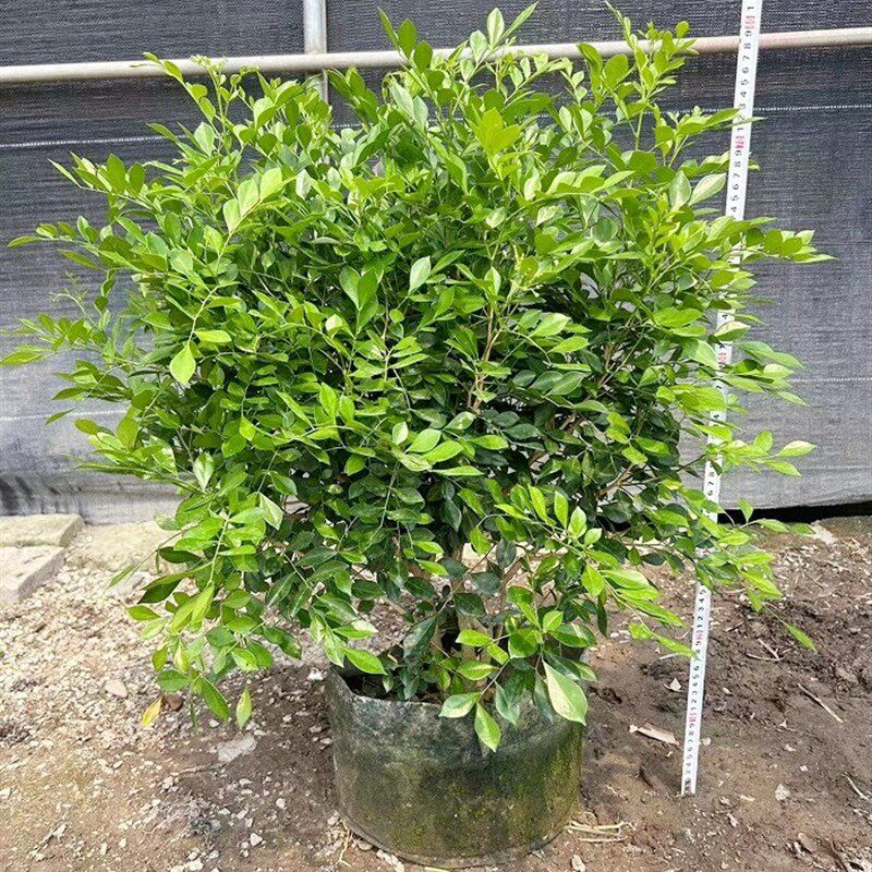 九里香盆栽四季开花卉带花苞浓香植物老桩七里香室外绿植树苗盆景