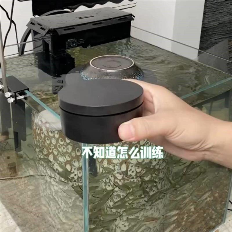 电动转盘底座展示台摆件人工饲养群游训练转盘架旋转圆盘展示台