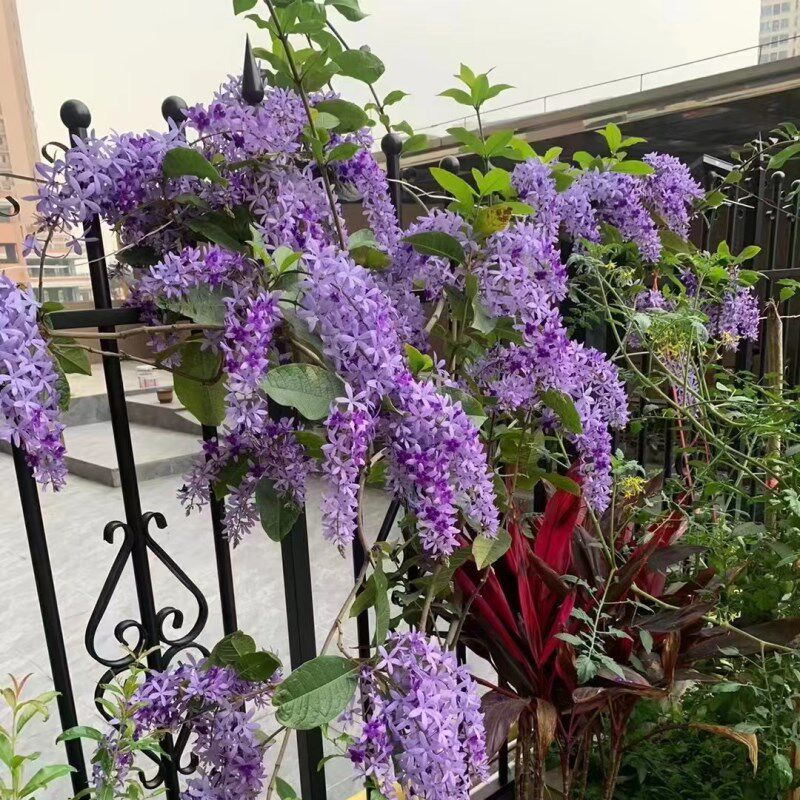蓝花藤四季开花网红大叶许愿藤蓝色花系爬藤攀爬木本庭院花园植物