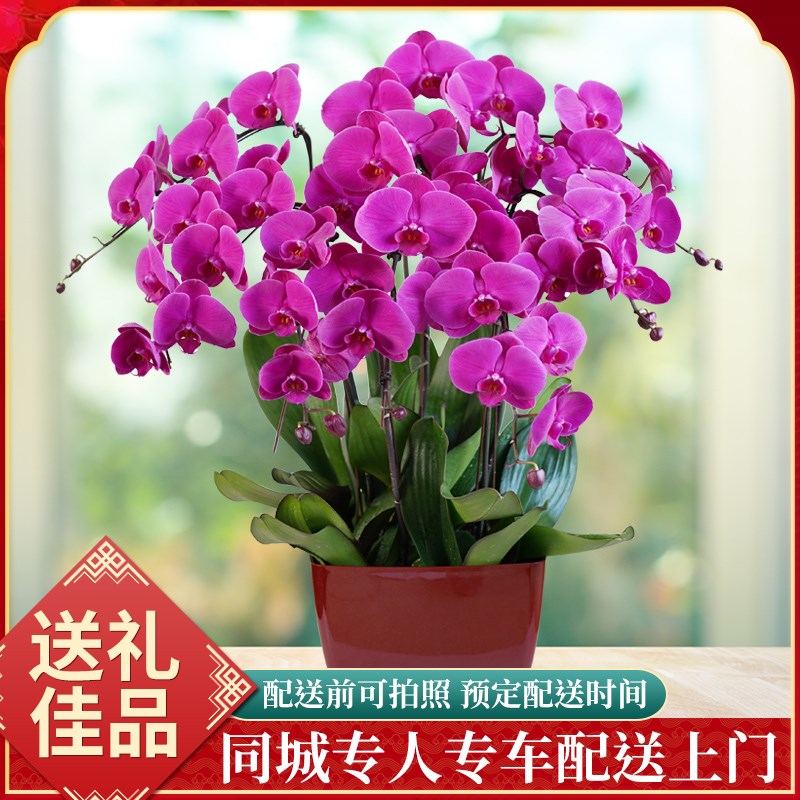 蝴蝶兰大花蕙兰杜鹃盆栽鲜花速递同城天津北京上海广州花店配送