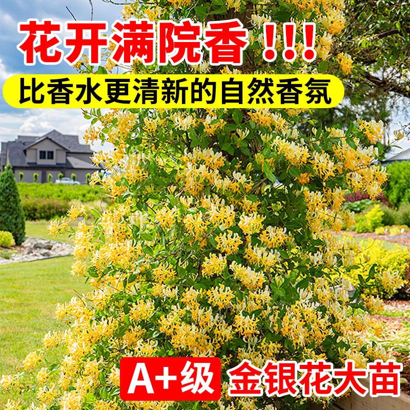 可食用金银花树苗浓香红花卉盆栽阳台庭院四季爬藤植物老桩带花苞