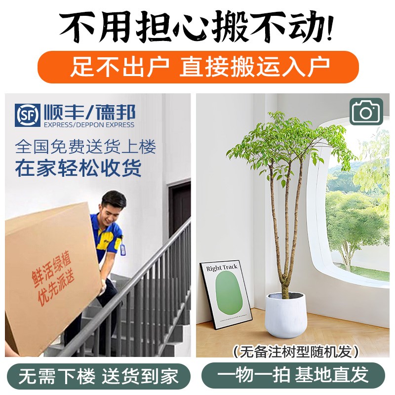 幌伞枫幸福树大型室内盆栽客厅盆景原生富贵树造型老桩吸甲醛绿植