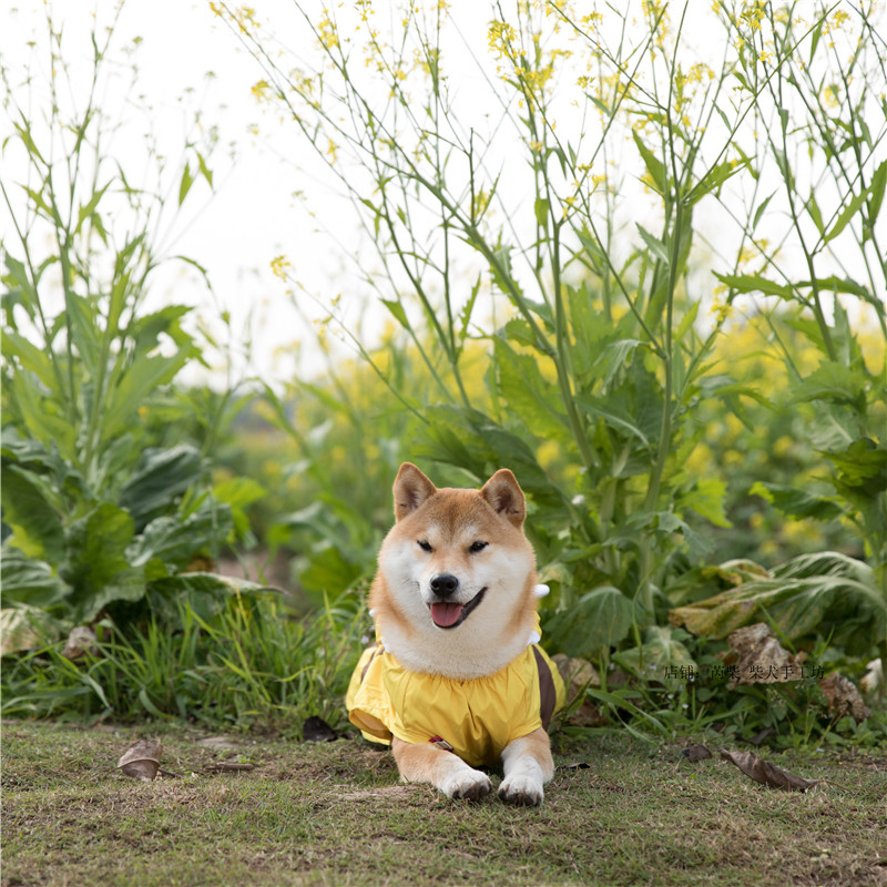 宠物雨衣 可爱小蜜蜂装柯基法斗柴犬防水雨披连帽狗衣服雨衣外套