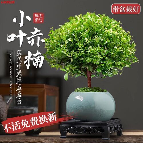 小叶赤楠盆景老桩金丝楠木盆栽室内办公室桌面绿植物四季好养花卉