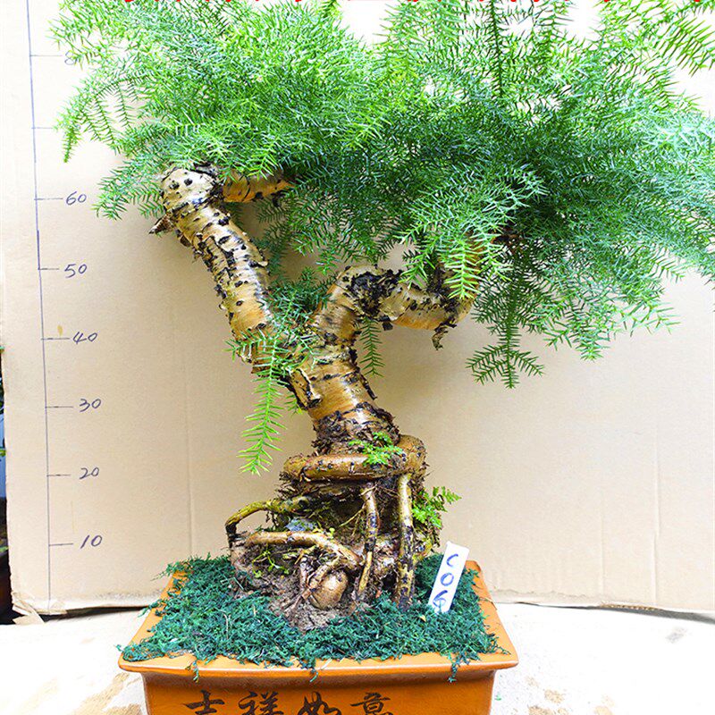 澳洲杉盆栽 大型绿植客厅室内大盆景澳洲松树桩造型花卉