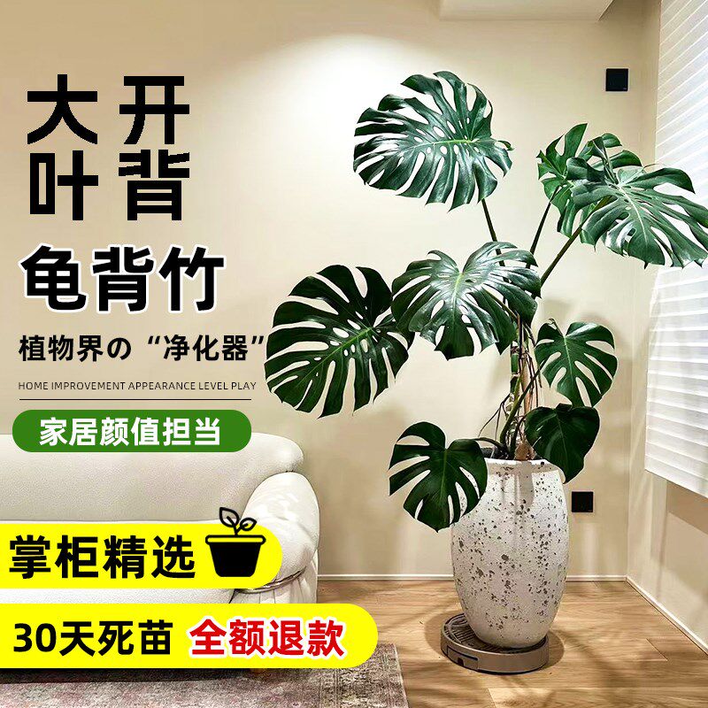 老桩龟背竹客厅大盆栽提根大叶开背巨型绿植客厅室内大型植物好养