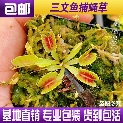 三文鱼捕蝇草 稀有品种 食虫植物 趣味绿植盆栽