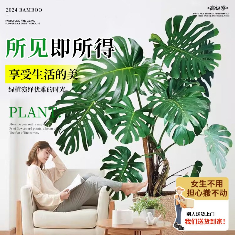 龟背竹客厅大盆栽大叶开背老桩提根办公室大型绿植物室内净化空气图片