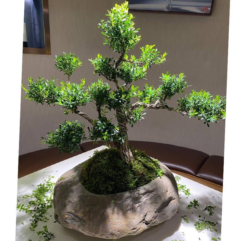 奇石天然石头花盆鹅卵石原生态创意盆景盆插花花器简约大号精品