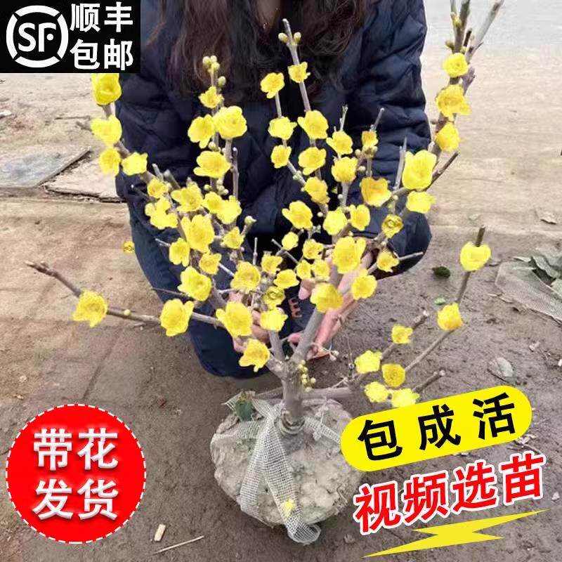 腊梅花树苗盆栽浓香型室内四季耐寒花卉阳台易活老桩盆景素心蜡梅