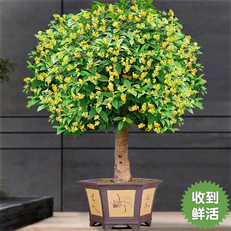 桂花大树原生老桩天香台阁耐寒庭院地栽盆栽高杆月月桂浓香型名贵