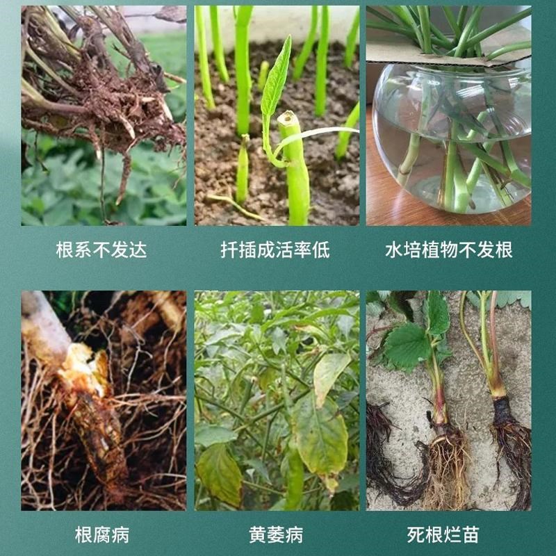 以色列进口爆力生根液有机水溶肥果树蔬菜花卉专用生根剂正品农用