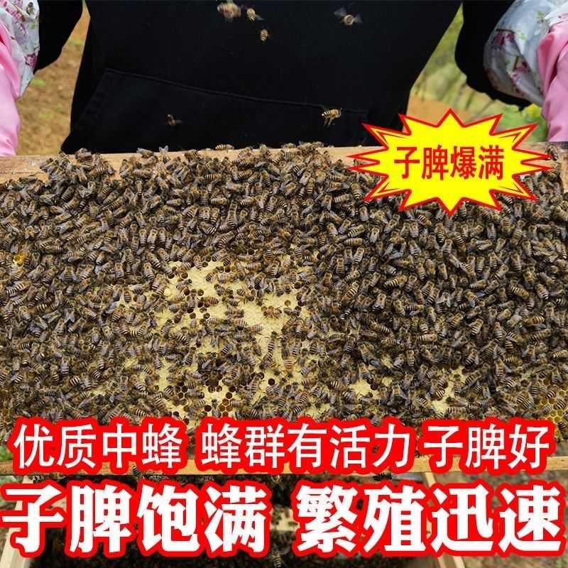 中华土蜂蜜蜂中蜂蜂群蜂箱土蜂出售笼蜂活蜂带蜂王带箱带原群脾