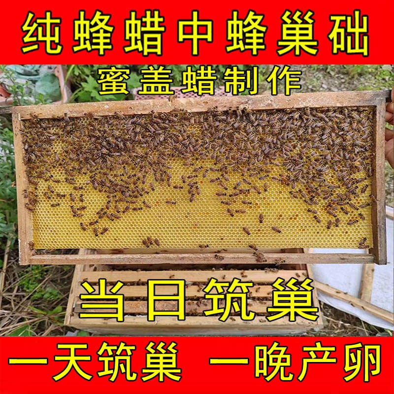 巢础中蜂深房中锋巢础片专用纯蜂蜡巢础模板框成品带框精品蜜蜂巢