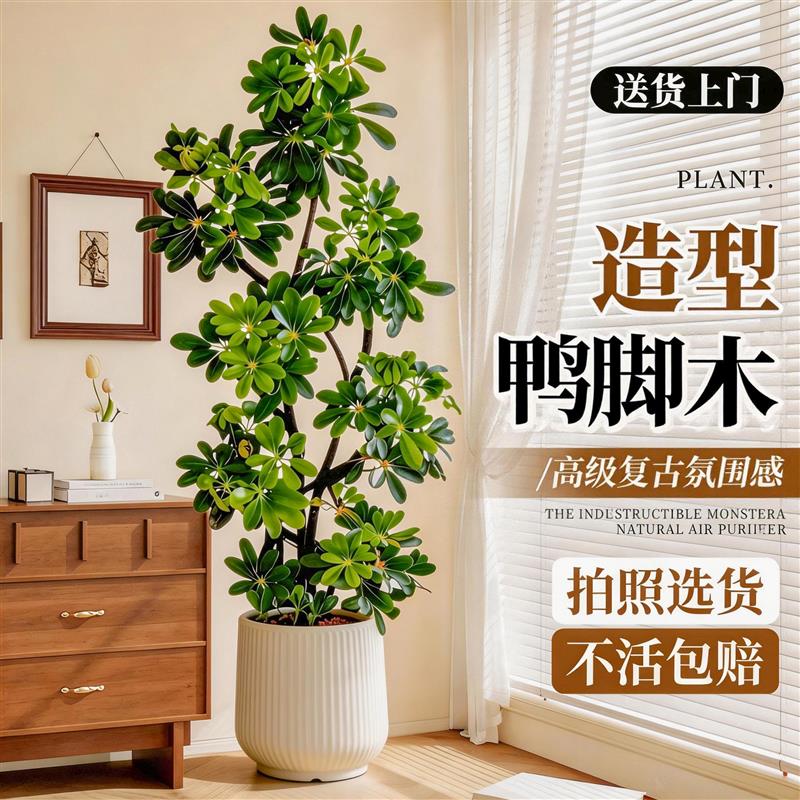 造型鸭脚木客厅绿植高级感室内大型盆栽高端大气上档次落地鸭掌木