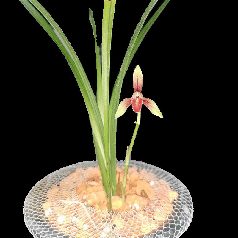 兰花盆栽植物室内名贵四季建兰国魂无花苞好养浓香精品花卉兰花苗