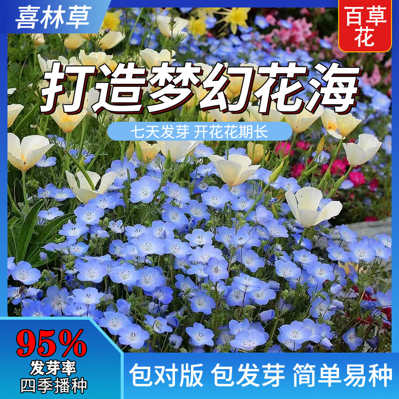喜林草种子baby blue eyes婴儿蓝眼苍月草粉蝶花籽室内盆栽春秋播