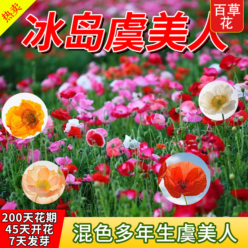 冰岛虞美人花种籽四季播种开花室外庭院耐寒耐热好养易活花卉种子