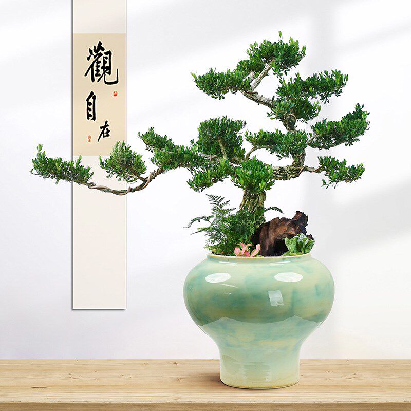 黄杨盆景老桩高端真盆栽造型树室内绿植桌面中式茶桌造景观赏植物
