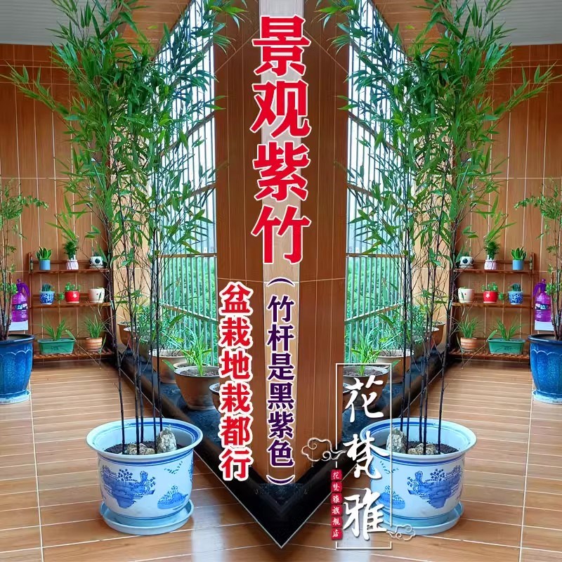 买3棵送2棵名贵矮化紫竹苗耐寒竹子苗庭院四季青室内竹子盆栽黑竹