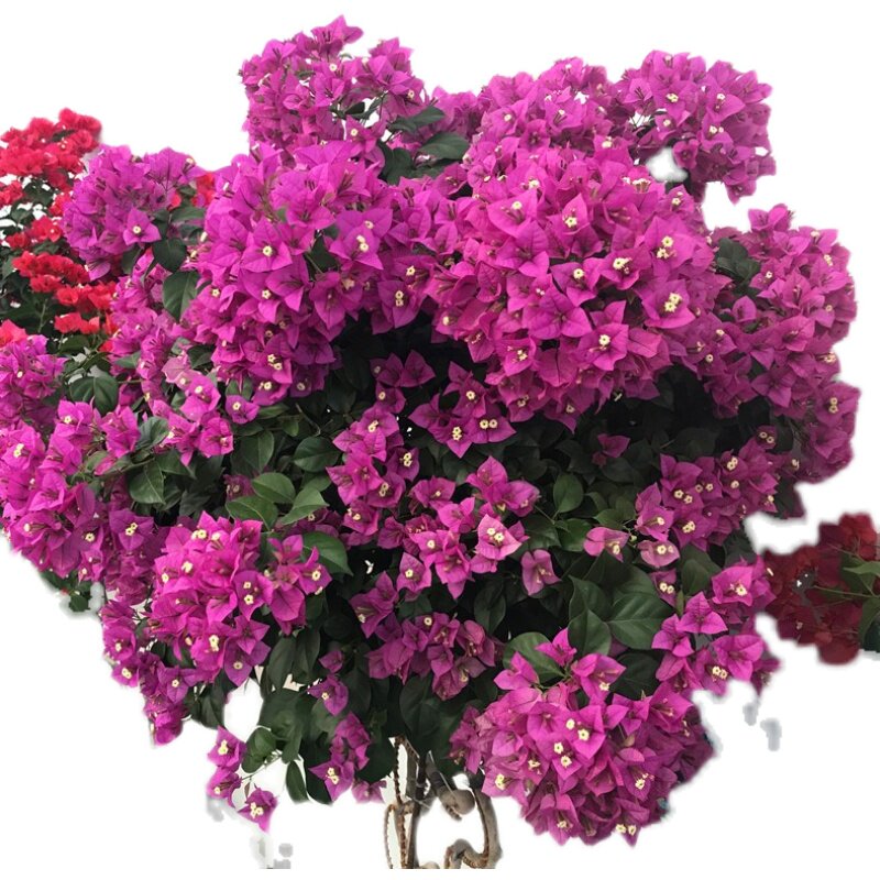 三角梅花树苗爬藤花卉苗南方北方种植盆栽地栽庭院爬藤花卉苗