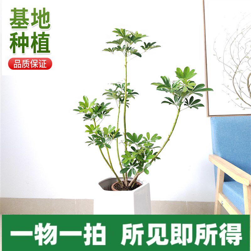 丛生老桩绿叶鸭脚木室内常绿植物绿植客厅盆栽七叶莲净化空气网红