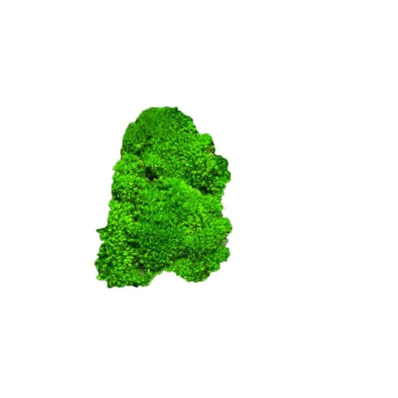 鲜活青苔藓微景观绿植盆景桌面假山造景材料永生白发短绒植物盆栽