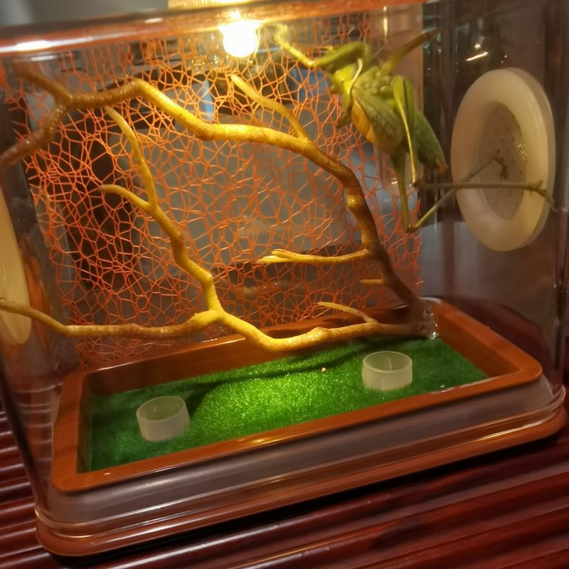 鸣虫盒饲养盒虫盒黄蛉马蛉竹蛉墨蛉金蛉金钟螽斯蝈蝈蛐蛐蟋蟀盒