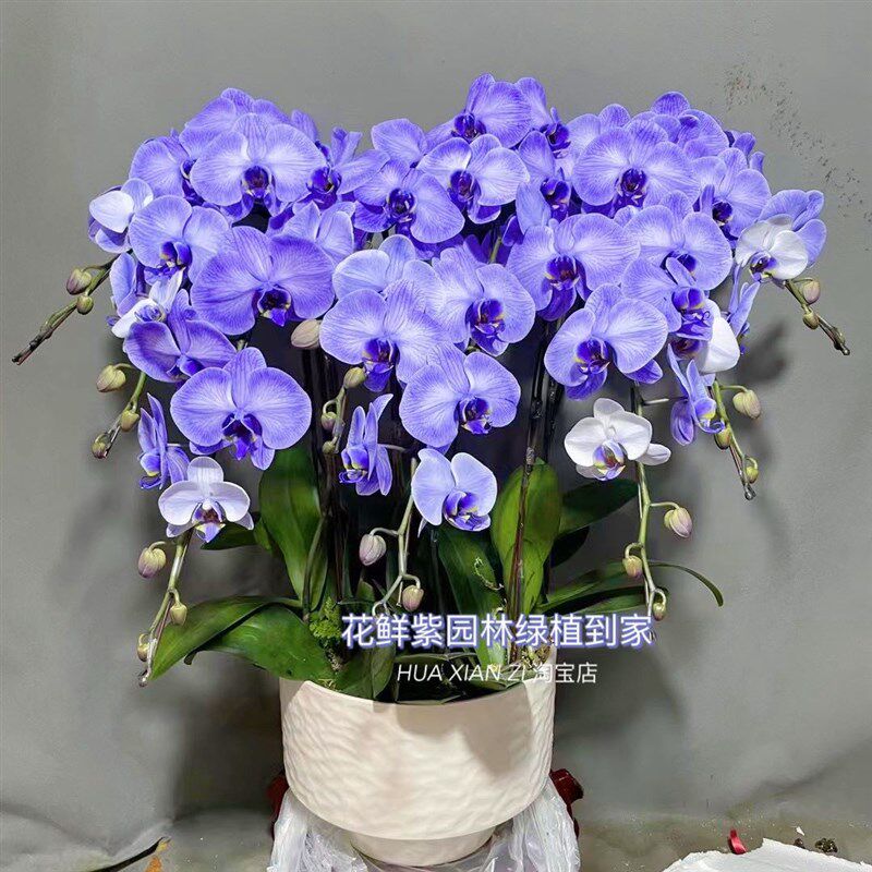 蝴蝶兰盆栽带花礼品花卉植物室内客厅乔迁送礼深圳同城