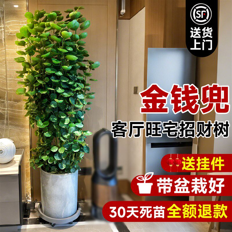 大型绿植金钱兜室内客厅办公金钱树发财树大型盆栽圆叶落地福禄桐