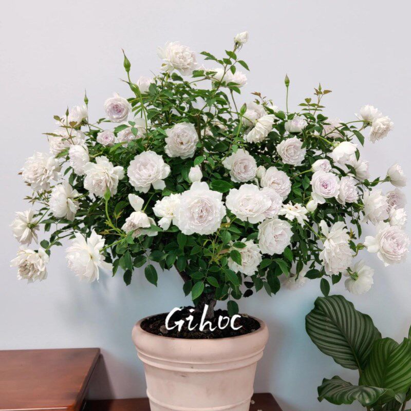 果汁阳台月季花苗盆栽带花阳台庭院多季花卉绿植室内客厅玫瑰鲜花