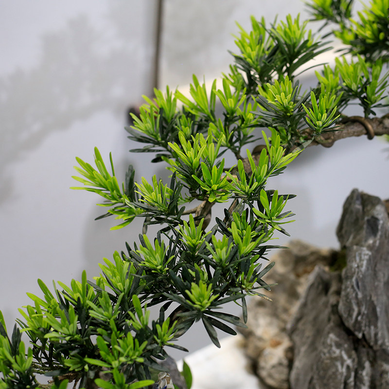 名贵罗汉松盆景定型大树造型老桩迎客松真树阳台庭院植物室内绿植