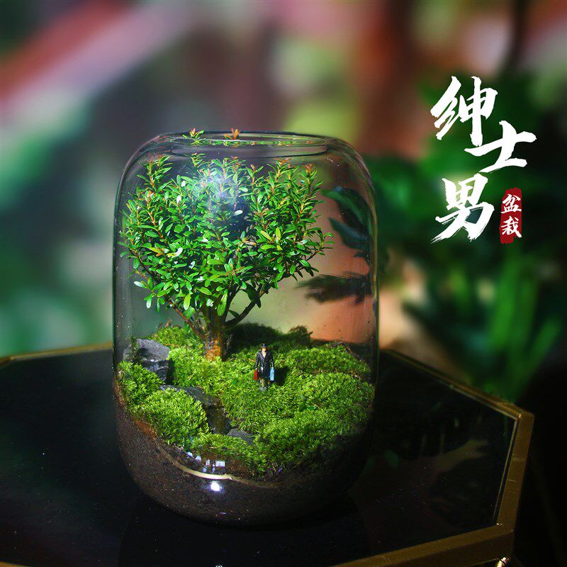 新款创意苔藓微景观办公室室内桌面迷你盆栽绿植生态瓶造景人偶模